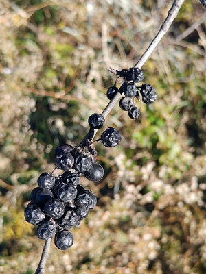 A long twig with several clusters of black berry-like fruits scattered along its length.