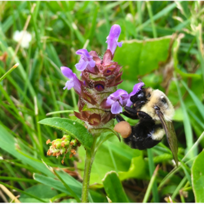 A bumblebee foraging on self-heal.