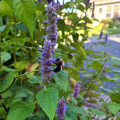 Bumble bee on anise hyssop flower growing by the side of a road.