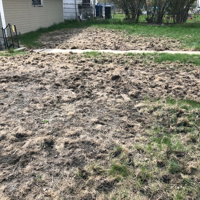 Lawn with dead areas of clumped dirt.