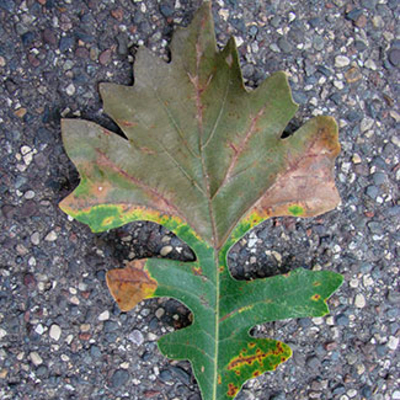Bur Oak Blight Leaf