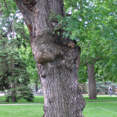 large, old tree with several burls on the trunk