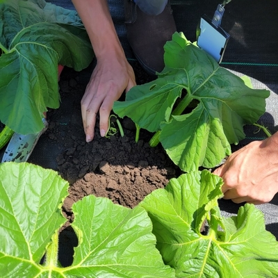 A man’s hands covering a green pumpkin vine with soil in a square hole in landscape fabric.