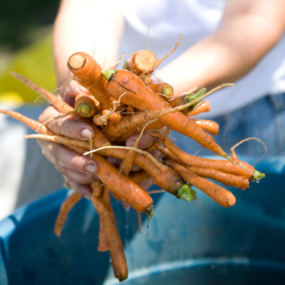 Person holding harvested carrots