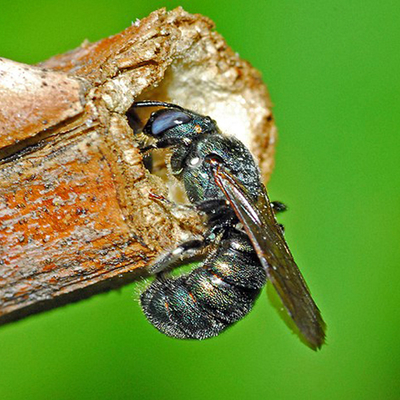 A small carpenter bee is digging a tunnel in a stem.