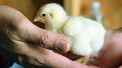 baby chick sitting in persons hand