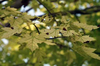 Chlorosis on Maple Tree