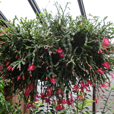 Christmas cactus in bloom with pink-red flowers growing in hanging basket