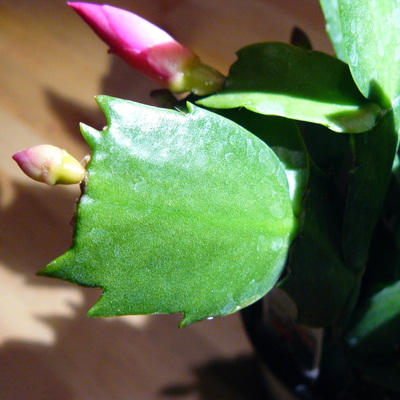 Branch sections and flower buds of Christmas cactus