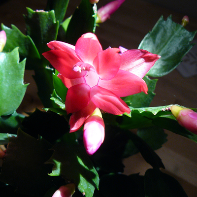 Close-up of Christmas cactus' pink-red flowers.