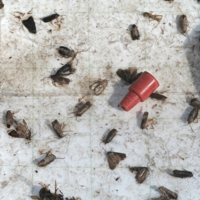 many dead codling moths lying on a white paper with a red nozzle lying in the middle of the picture