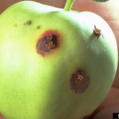 Brown patches on a green apple