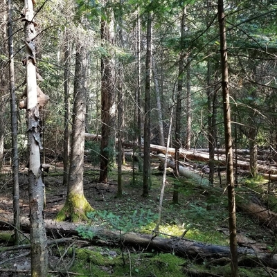 A conifer woodland.