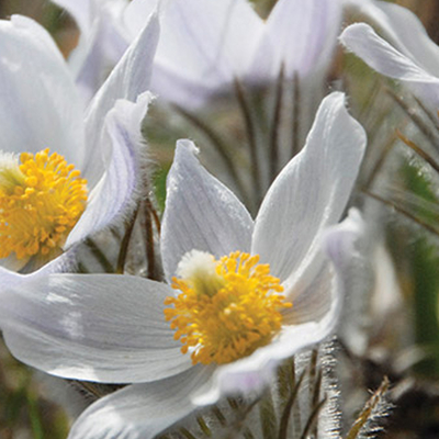 Close-up of white pasque flowers