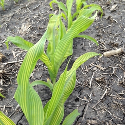 A row of corn with stunted growth and yellowing between veins.