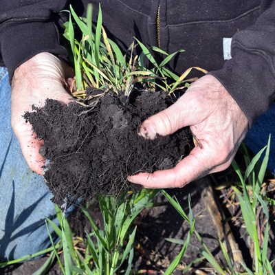 Hands holding a large chunk of dark soil with cover crops and visible roots.