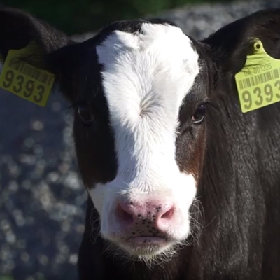 A close up of a cows face with an ear tag in its ear.