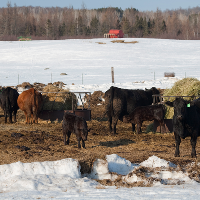 Cows and calves outdoors in winter.