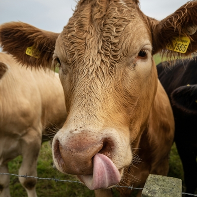 A close up of a brown cow licking his nose. 