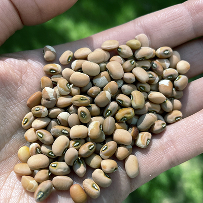 Hand holding small brown cowpeas.
