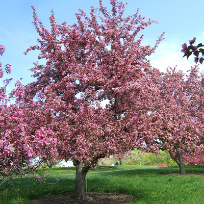 red splendor crabapple blooming with pink flowers
