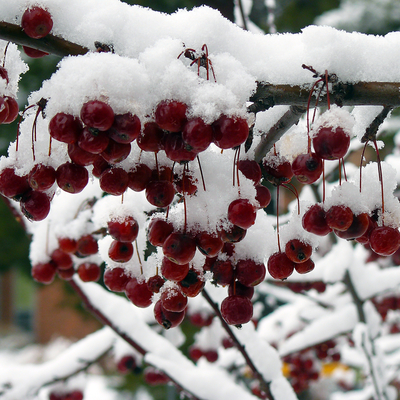 Small, red crabapples hang from a branch covered in snow.