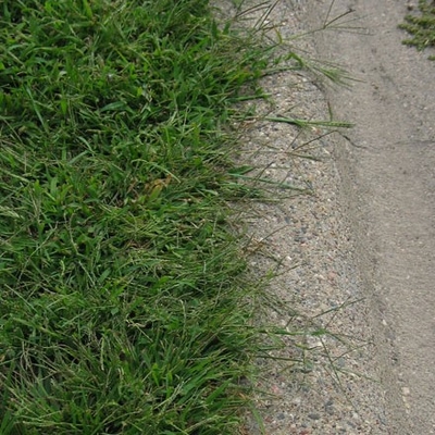Several large crabgrass plants, with seed heads, growing along a curb.