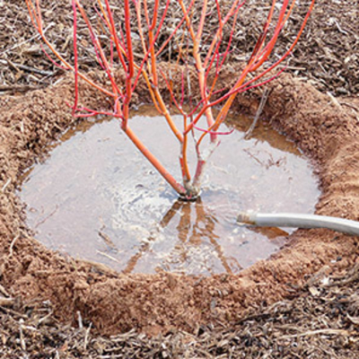 mound of dirt in a circle on the ground around the base of a shrub creating a bowl with a garden hose filling it with water
