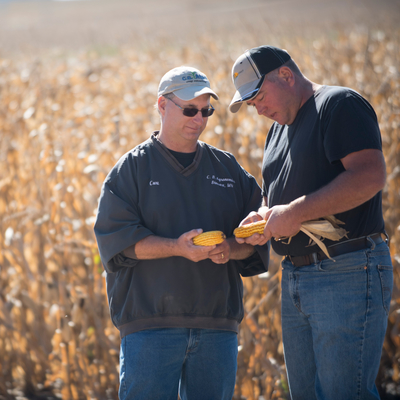 Crop consultant in corn field