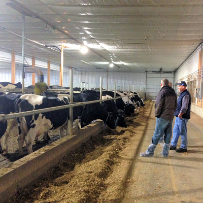 Two people standing in a long dairy barn with cows feeding