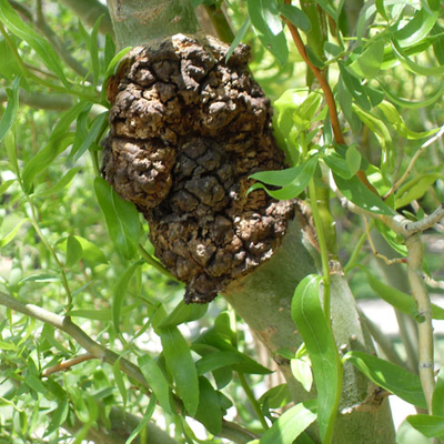 A brown tumor-like growth on a willow