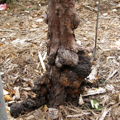 Black-brown tumor-like growth at the base of a landscape rose