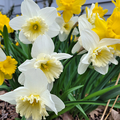 Daffodils in a spring garden.