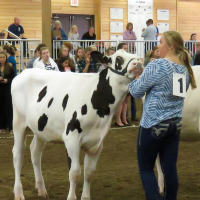 Two girls showing dairy cattle in a show ring.