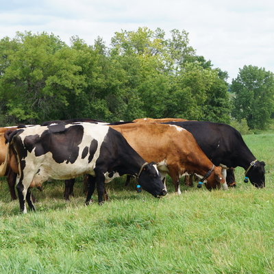 Dairy cows grazing in a grass field with trees in the background.