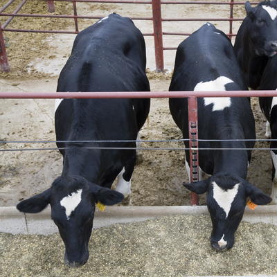 dairy steers lined up at a feeding trough