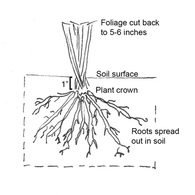Drawing of daylily root planted correctly with foliage trimmed, plant crown 1” below soil surface and roots spread out in soil