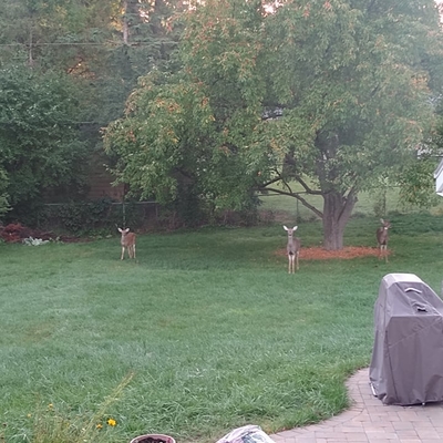Three deer under a tree in a back yard.