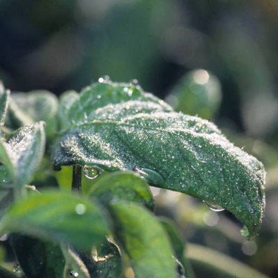 Dew dripping from plant leaves.