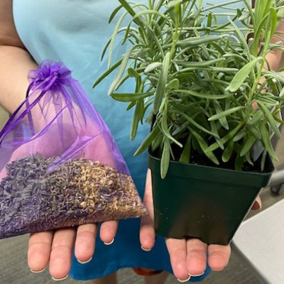 Person holding a bag of dried lavender and a live lavender plant.