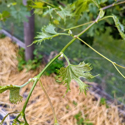 A grapevine with misshapen leaves as a result of herbicide drift.