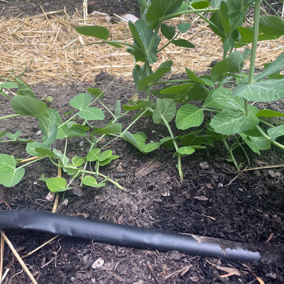 Peas growing in soil with a black plastic hose in the foreground and a walking path made of straw in the background.