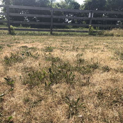 drought stressed horse pasture