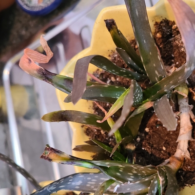 Dying aloe plant with white cottony bugs on it.