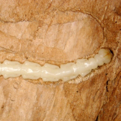 Long, white emerald sah borer larva in a cross-section of wood.