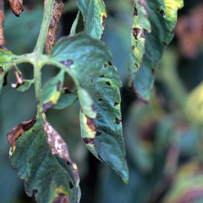 Early blight produced brown spots with yellow halos and concentric rings.