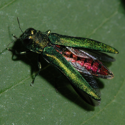 Emerald ash borer beetle on a green leaf
