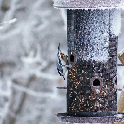 A close up of a bird on bird feeder that has frost on it in a snowy environment.