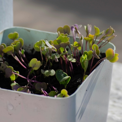 A close up of microgreens in a small white square planter.