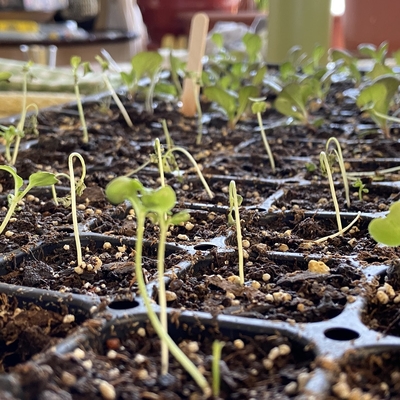 Seedlings that are bending about 80% of the way up the stem, with the tips wilting as a result of overwatering.